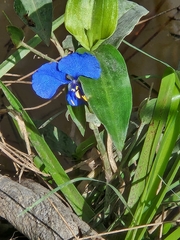 Commelina cyanea