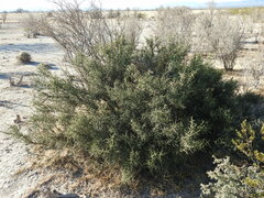 Koeberlinia spinosa