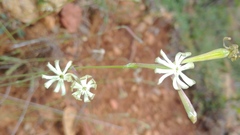 Silene burchellii