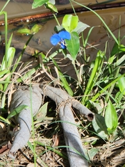 Commelina cyanea