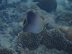 Chaetodon triangulum