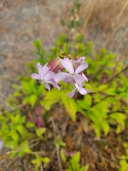 Saponaria officinalis