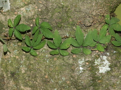 Tetrastigma obtectum glabrum