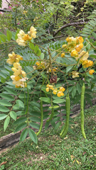 Senna spectabilis