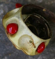 Oecophylla smaragdina