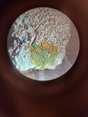 Lecanora cinereofusca