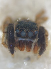 Euophrys frontalis