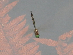 Hemicordulia armstrongi