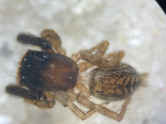Euophrys frontalis