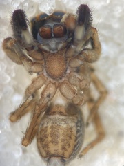 Euophrys frontalis
