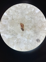 Euophrys frontalis