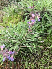 Salvia sonomensis
