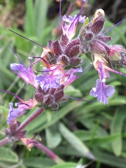 Salvia sonomensis