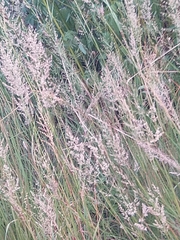 Eragrostis gummiflua