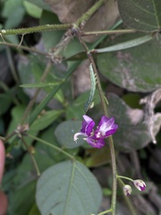 Desmodium uncinatum