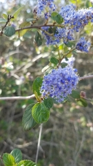 Ceanothus tomentosus