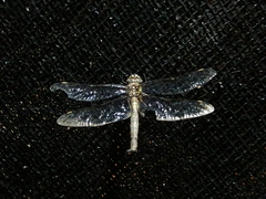 Rhionaeschna marchali