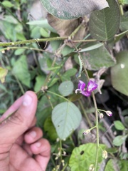 Desmodium uncinatum