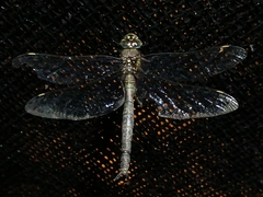 Rhionaeschna marchali