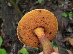 Boletus fairchildianus