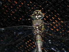 Rhionaeschna marchali