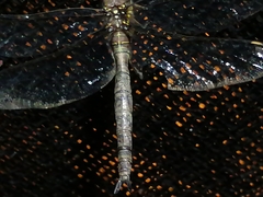 Rhionaeschna marchali