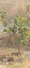 Ficus religiosa