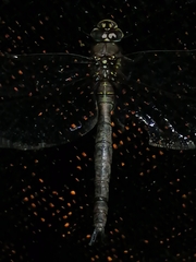 Rhionaeschna marchali