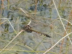 Hemicordulia armstrongi