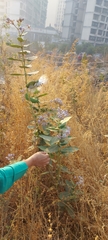 Calotropis