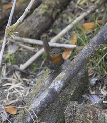 Scelorchilus rubecula
