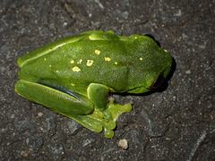 Ranoidea chloris