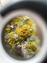 Polycauliona polycarpa