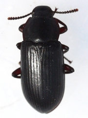 Neatus tenebrioides