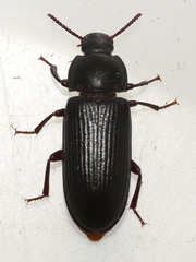 Neatus tenebrioides