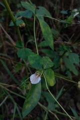 Blepharis maderaspatensis