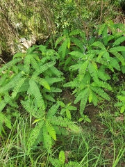 Sesbania cannabina