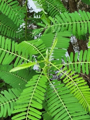 Sesbania cannabina