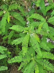 Sesbania cannabina