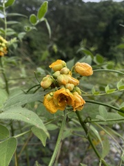 Senna hirsuta