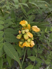 Senna hirsuta