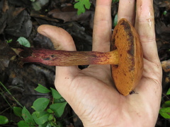 Boletus fairchildianus