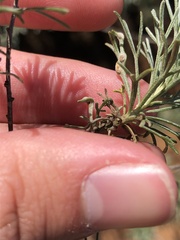 Aceria paracalifornica