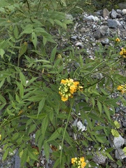 Senna hirsuta