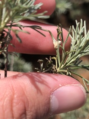 Aceria paracalifornica
