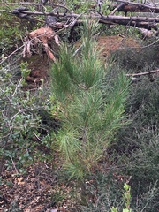 Pinus attenuata