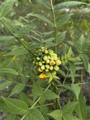 Senna hirsuta