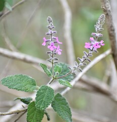 Aloysia macrostachya