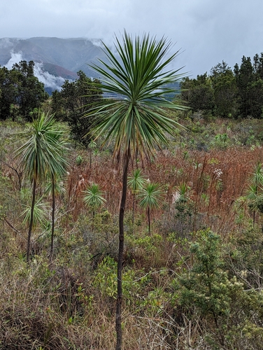 Image of Wilkesia gymnoxiphium by (c) Skyler Principe, some rights reserved (CC BY)