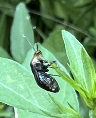 Horciasinus argentinus